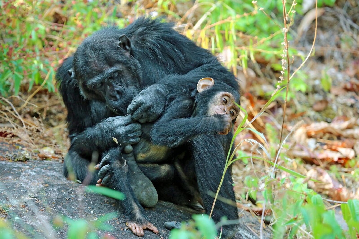 A mother chimpanzee grooms her infant near Mbali Mbali Mahale Lodge