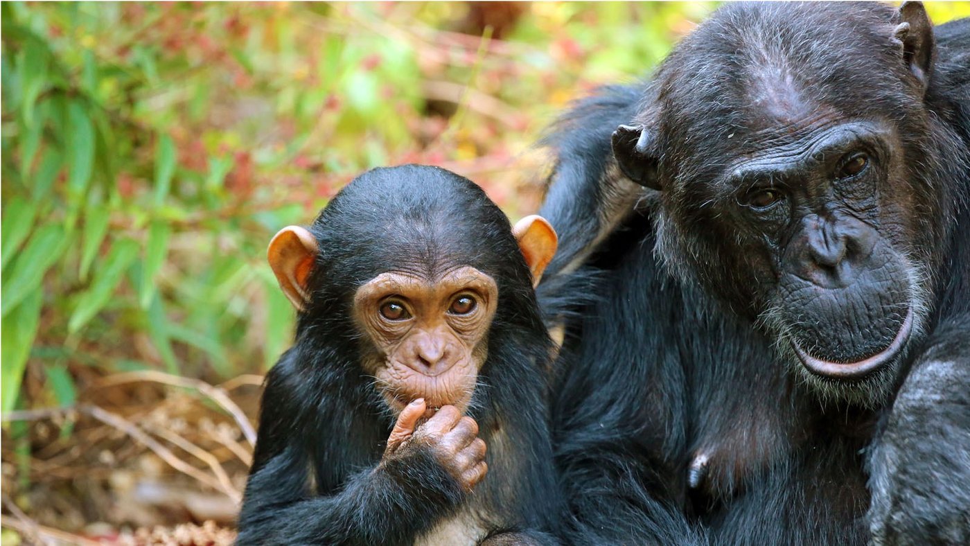 A young chimpanzee sits beside an adult near Nkungwe Beach Lodge