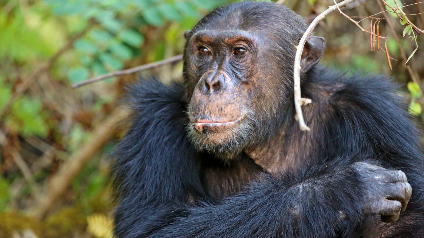 A chimpanzee rests in the forest near Nkungwe Beach Lodge